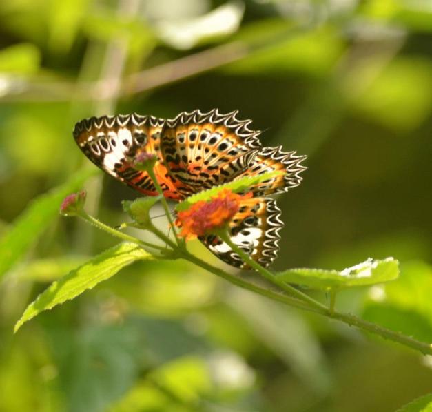 Tamil lacewing