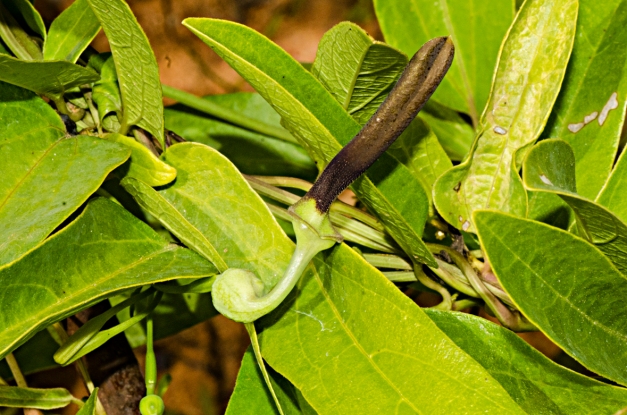 aristolochia indica