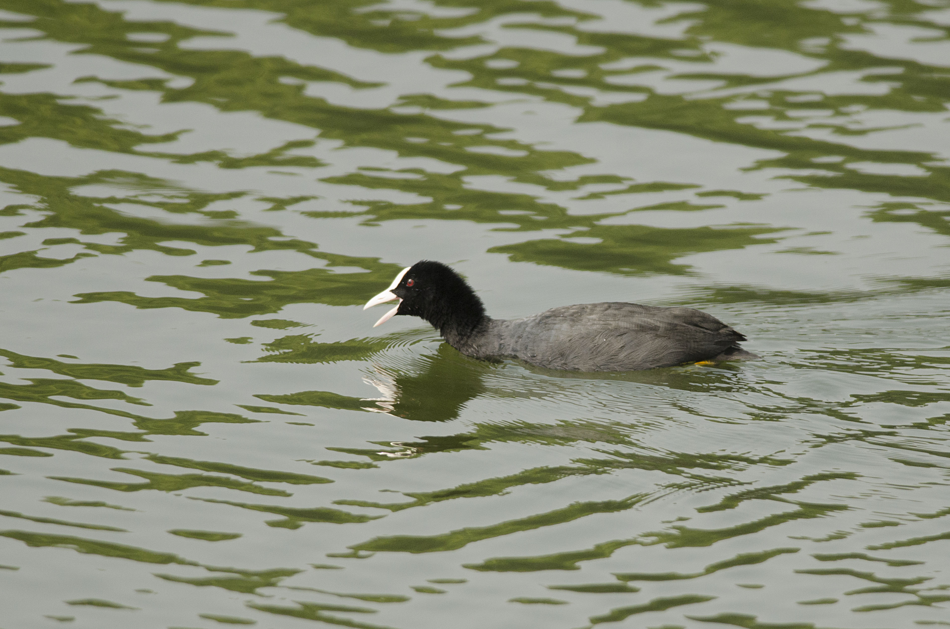 Agitated Common Coot