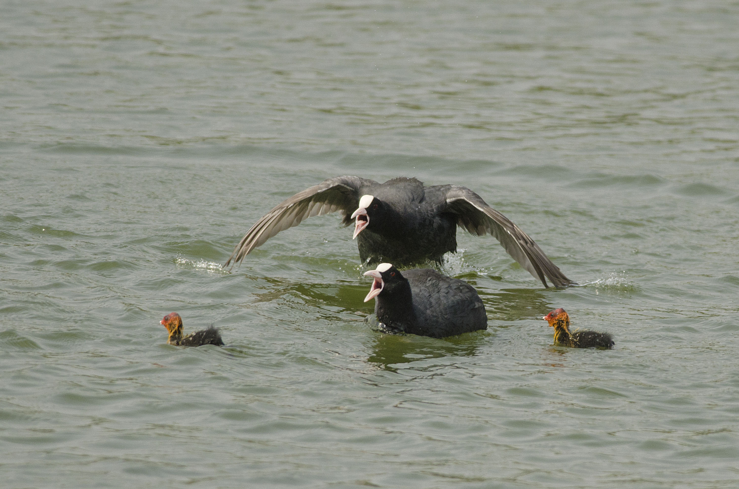 Common Coot chasing away a brahminy kite 1