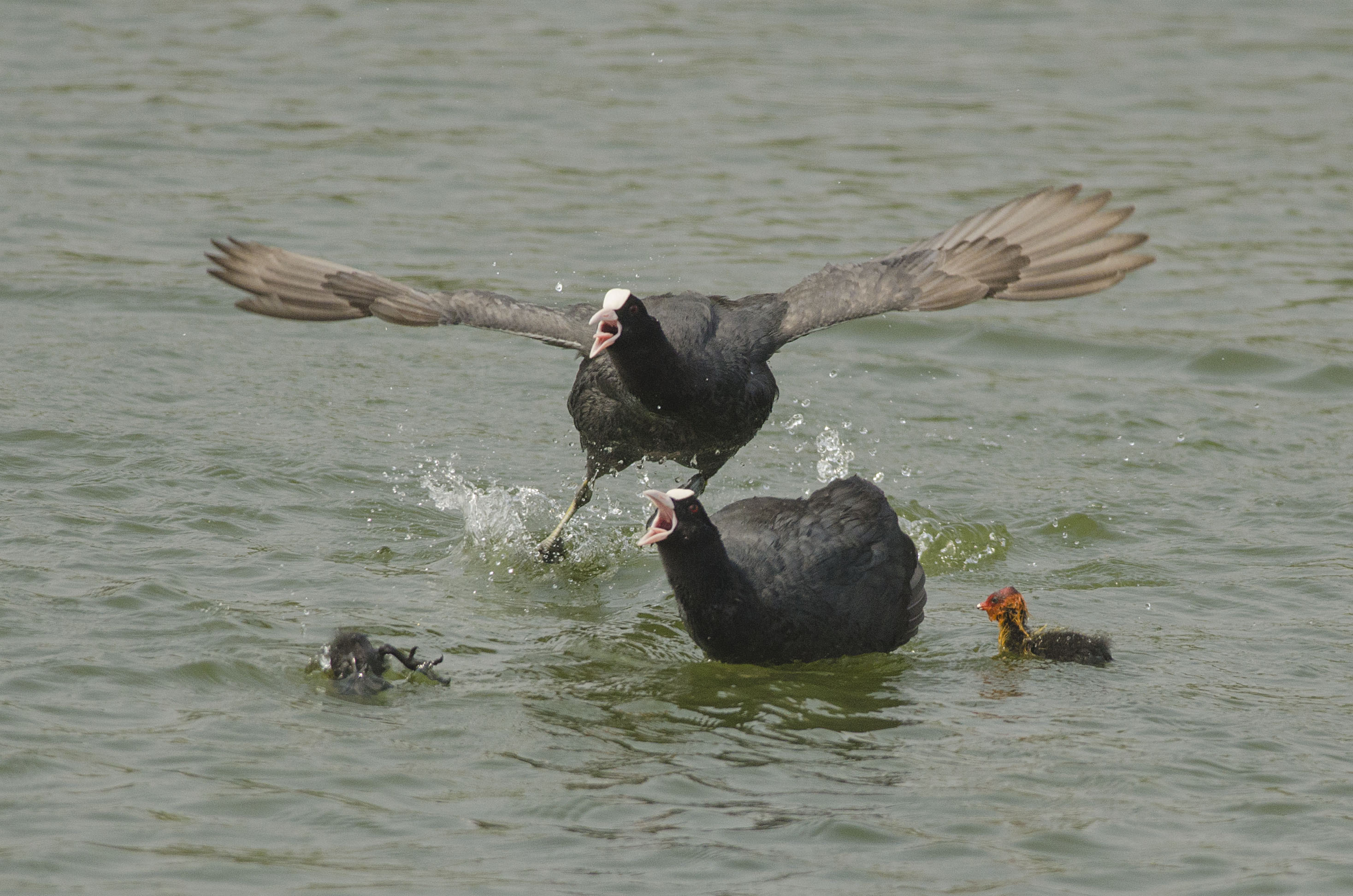 Common Coot chasing away a brahminy kite 2