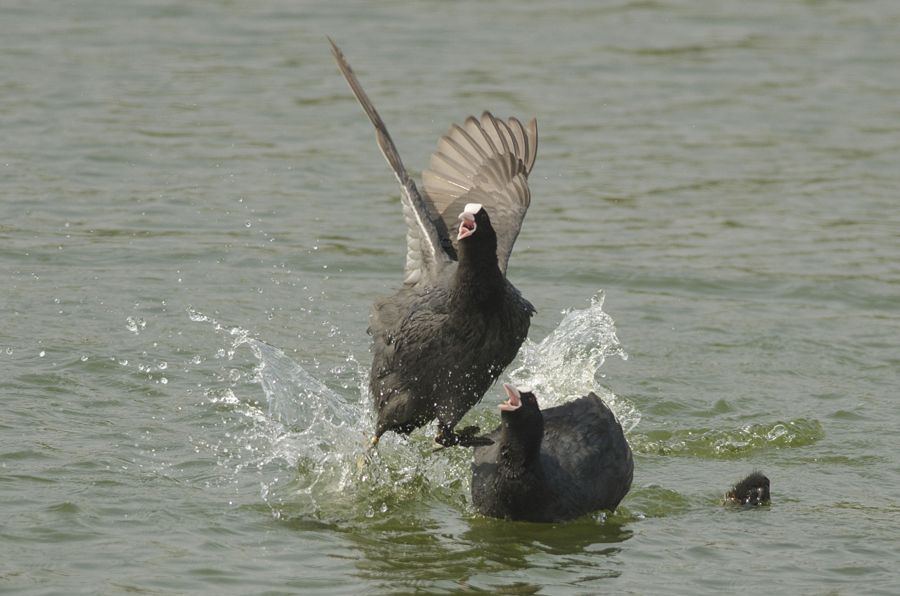 Common Coot chasing away a brahminy kite 3
