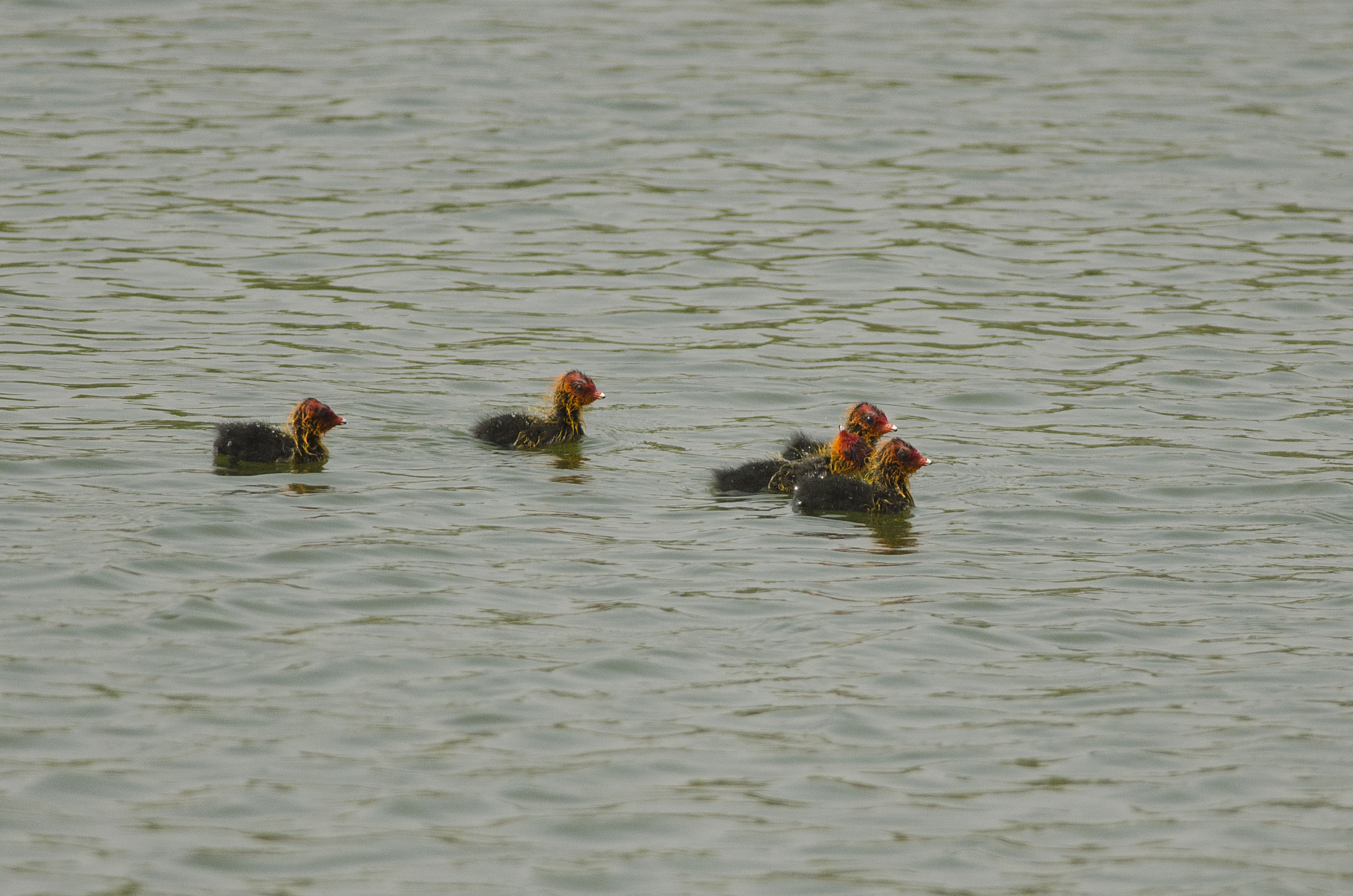 Common Coot chicks back on the surface