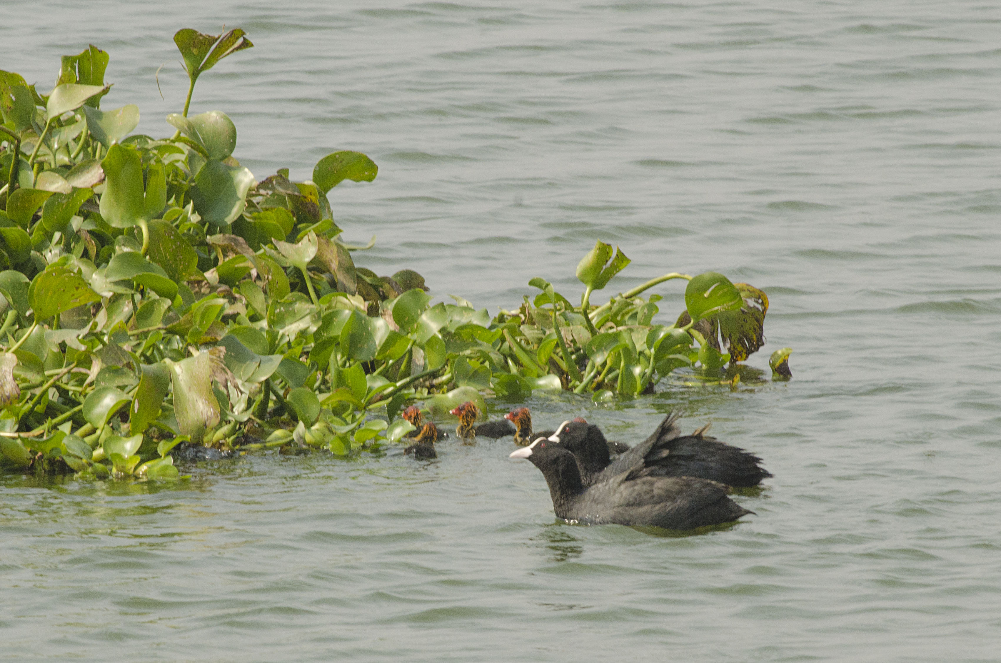 Common Coot chicks being taken to the safety of Water hyacinths