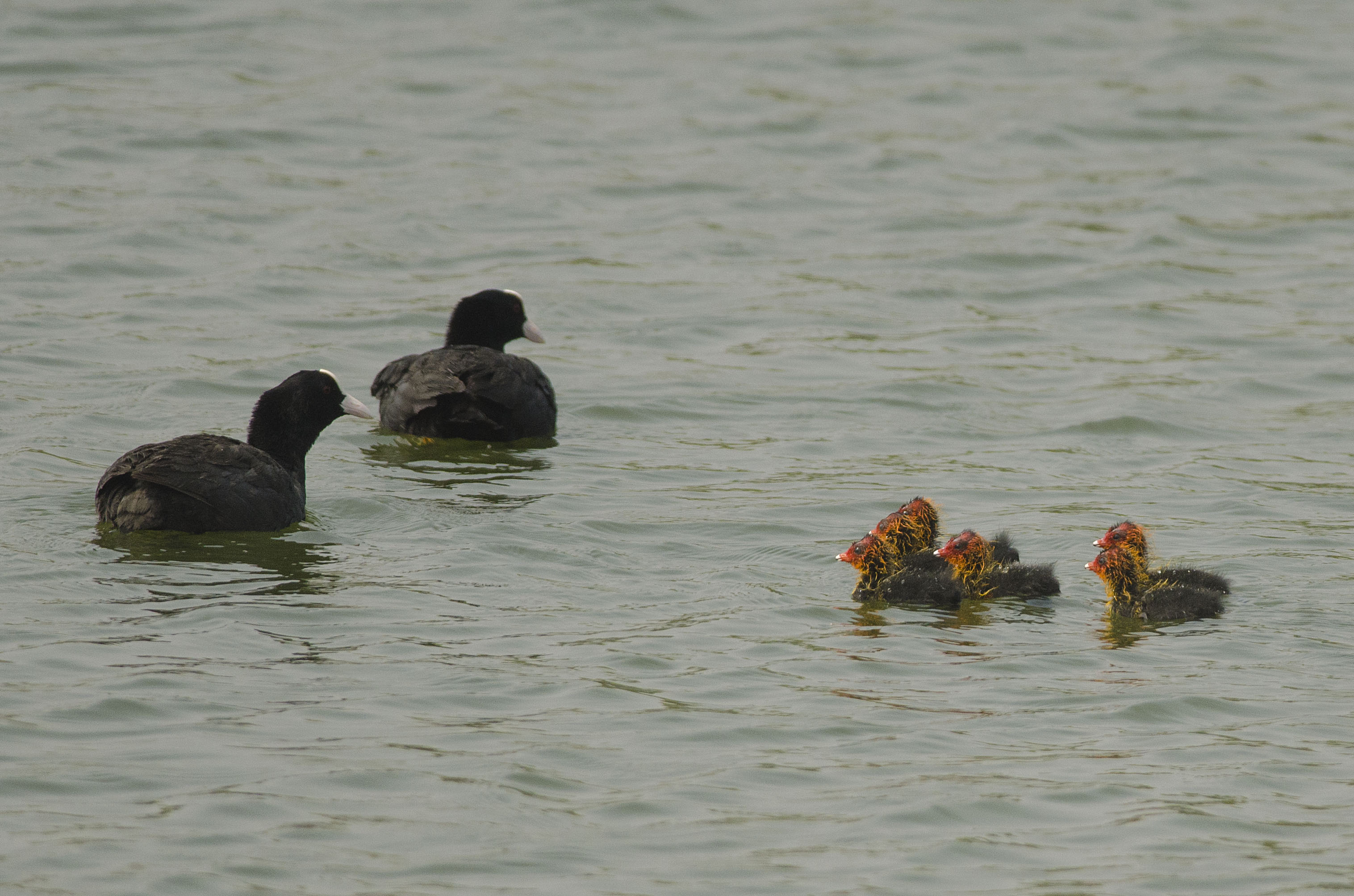 Common Coot chicks with the parents